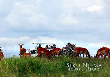 Safari Game drive in Masai Mara